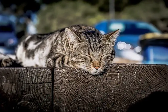 Chat sommeil